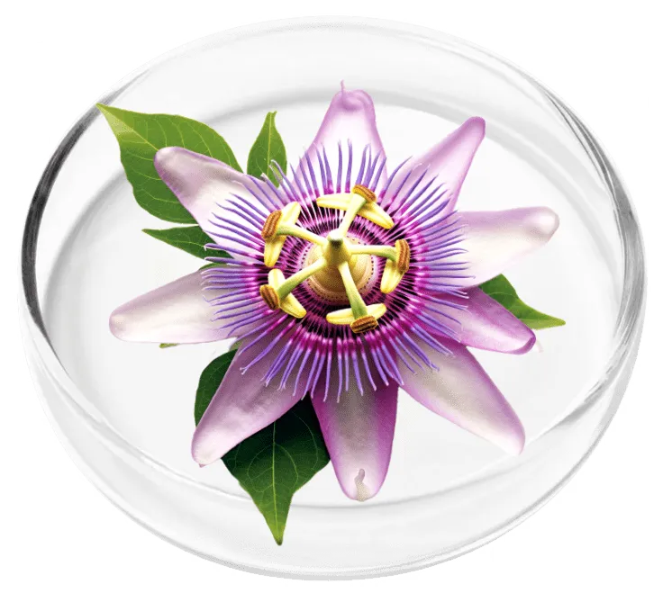 Nervovive ingridients 1